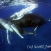 whale_humpback_sb_h_0448_dom0455.jpg